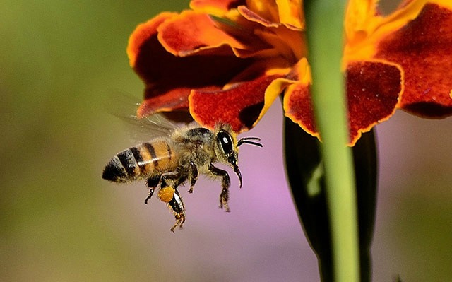 PA Landscape Group Inc.